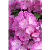 bellaflora Gartencenter GmbH