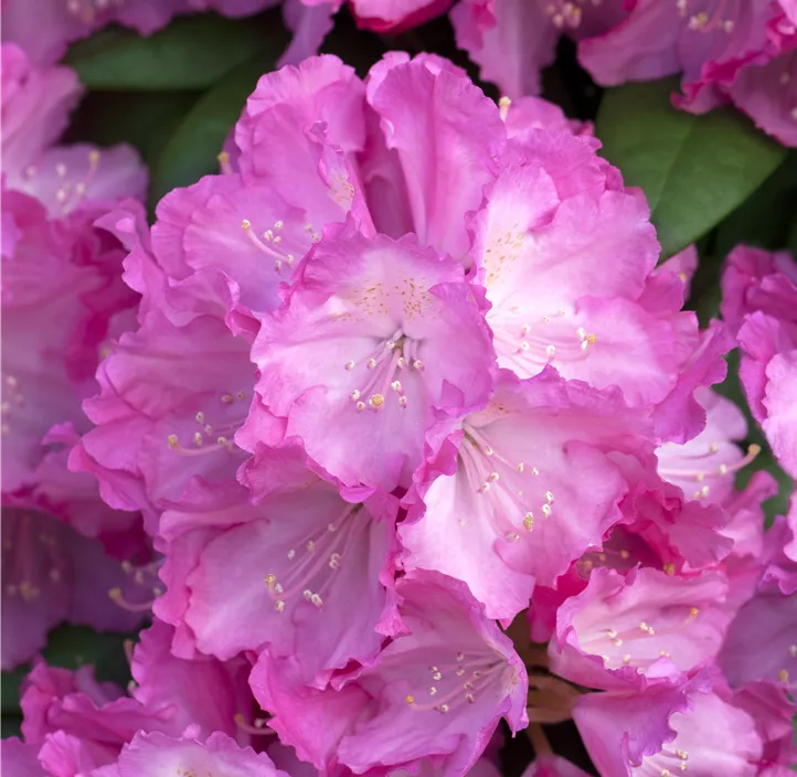 Yaku-Rhododendron 'Polaris'
