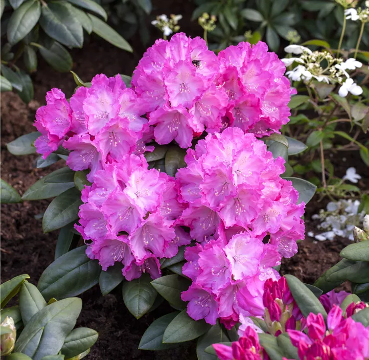 Yaku-Rhododendron 'Polaris'