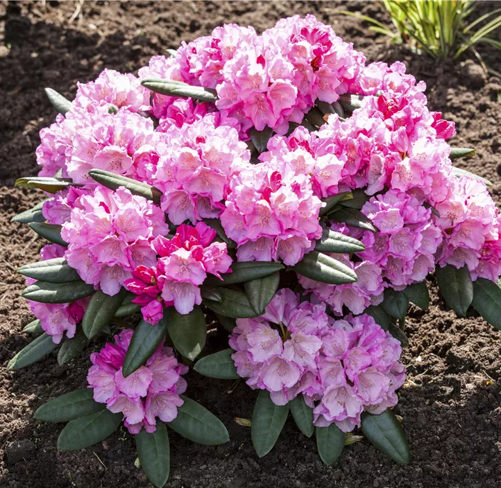 Yaku-Rhododendron 'Polaris'