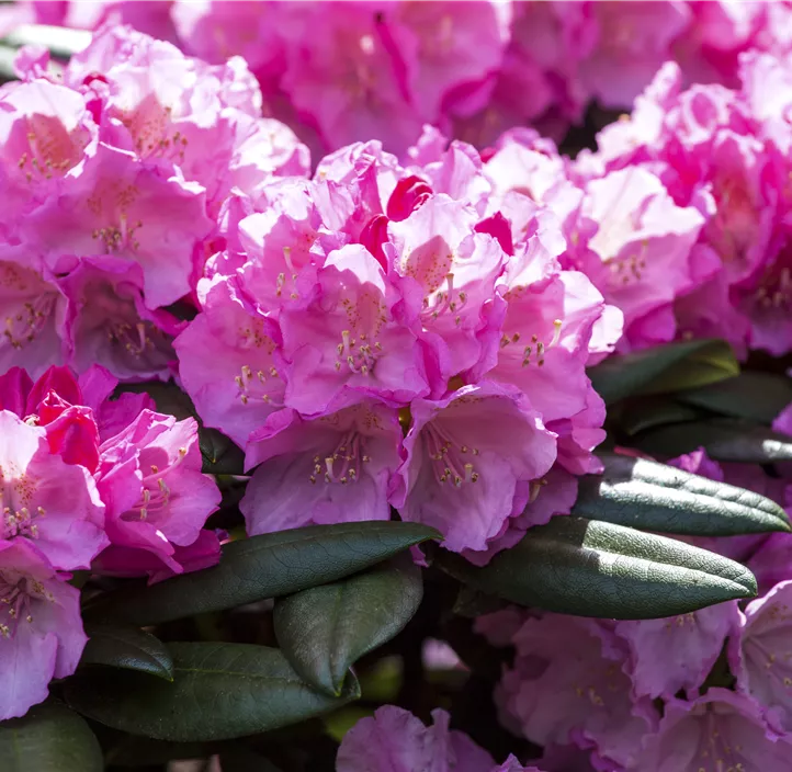 Yaku-Rhododendron 'Polaris'