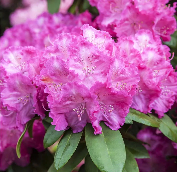 Yaku-Rhododendron 'Polaris'