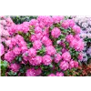 bellaflora Gartencenter GmbH