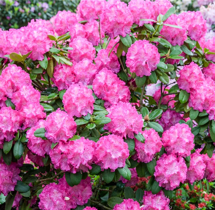 Yaku-Rhododendron 'Polaris'