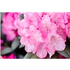 bellaflora Gartencenter GmbH