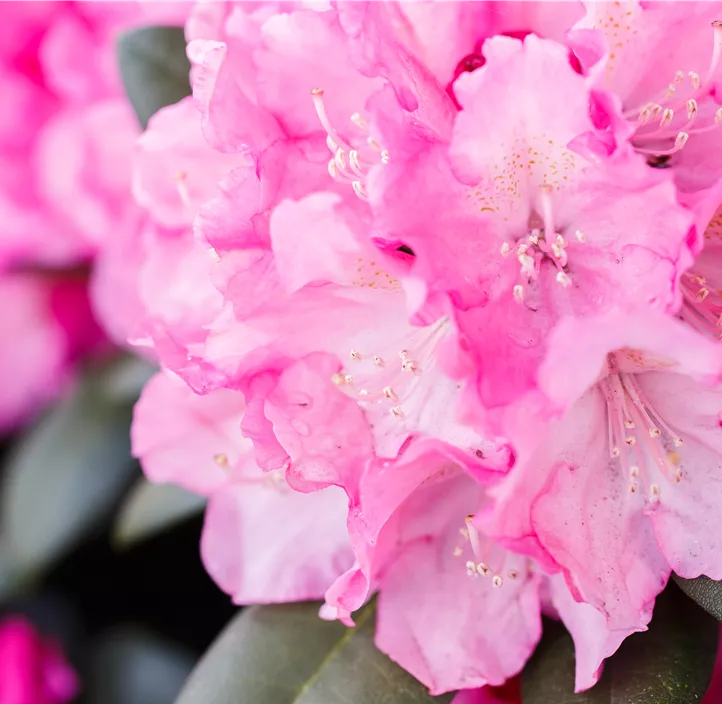 Yaku-Rhododendron 'Polaris'