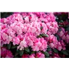 bellaflora Gartencenter GmbH