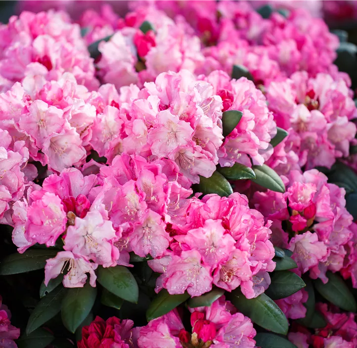 Yaku-Rhododendron 'Polaris'