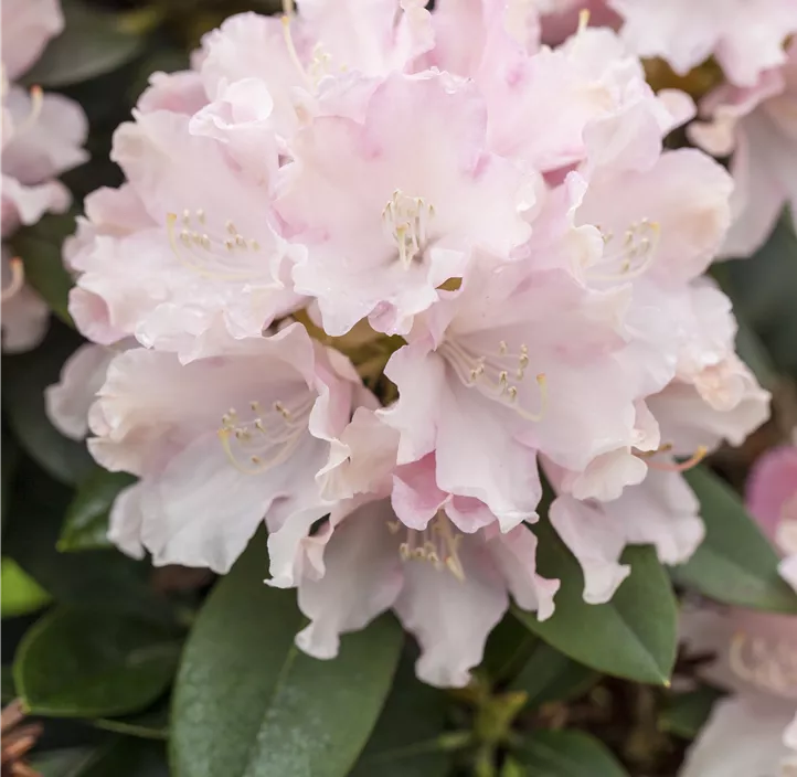 Yaku-Rhododendron 'Schneekrone'