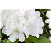 bellaflora Gartencenter GmbH