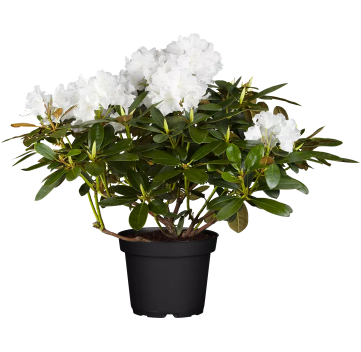 Yaku-Rhododendron 'Schneekrone'