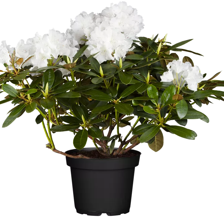 Yaku-Rhododendron 'Schneekrone'