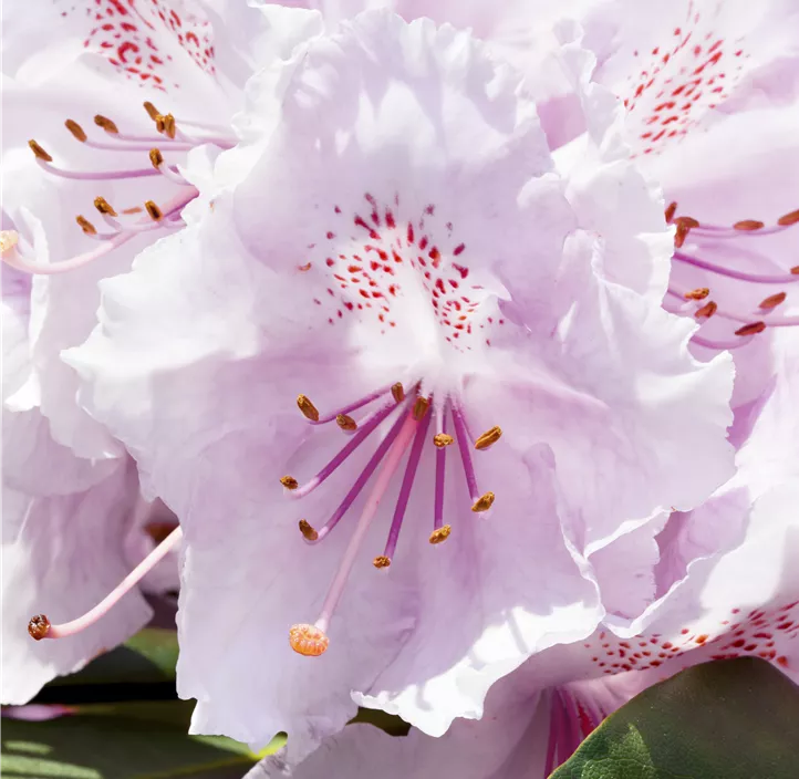 Yaku-Rhododendron 'Schneekrone'