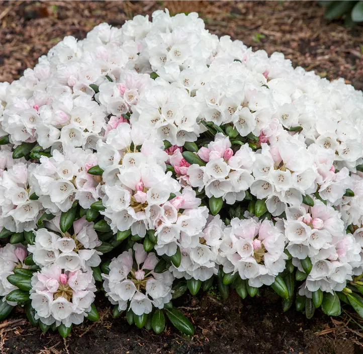 Yaku-Rhododendron 'Schneekrone'