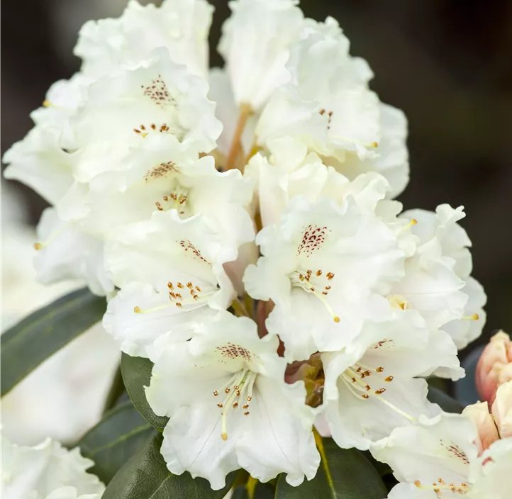Yaku-Rhododendron 'Schneekrone'