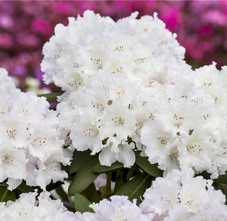 Yaku-Rhododendron 'Schneekrone'