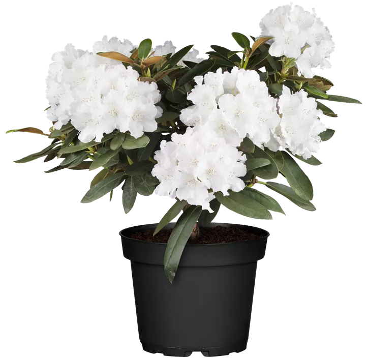 Yaku-Rhododendron 'Schneekrone'