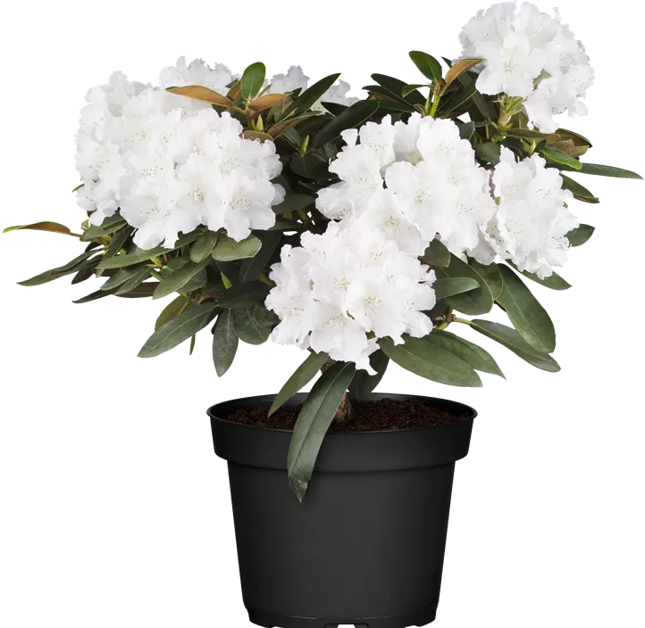 Yaku-Rhododendron 'Schneekrone'