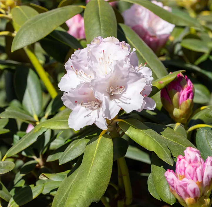 Yaku-Rhododendron 'Schneekrone'