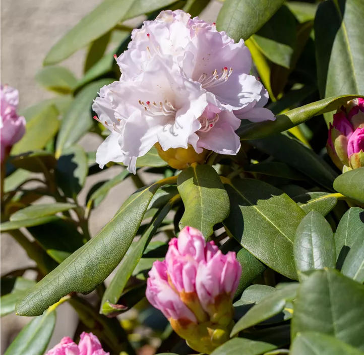 Yaku-Rhododendron 'Schneekrone'