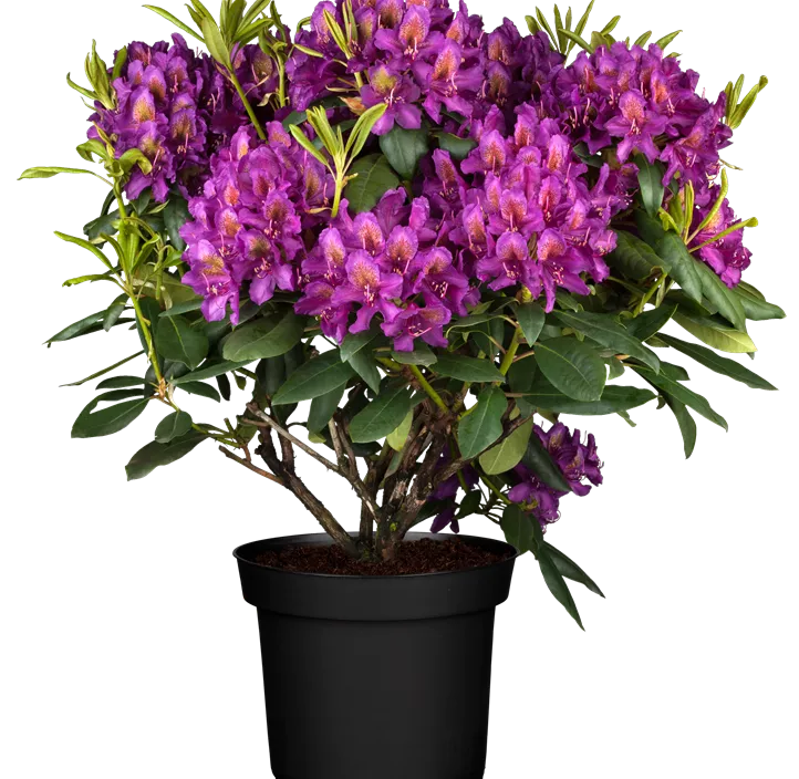 Rhododendron-Hybride 'Marcel Menard' Rhododendron-Hybride 'Marcel Menard'