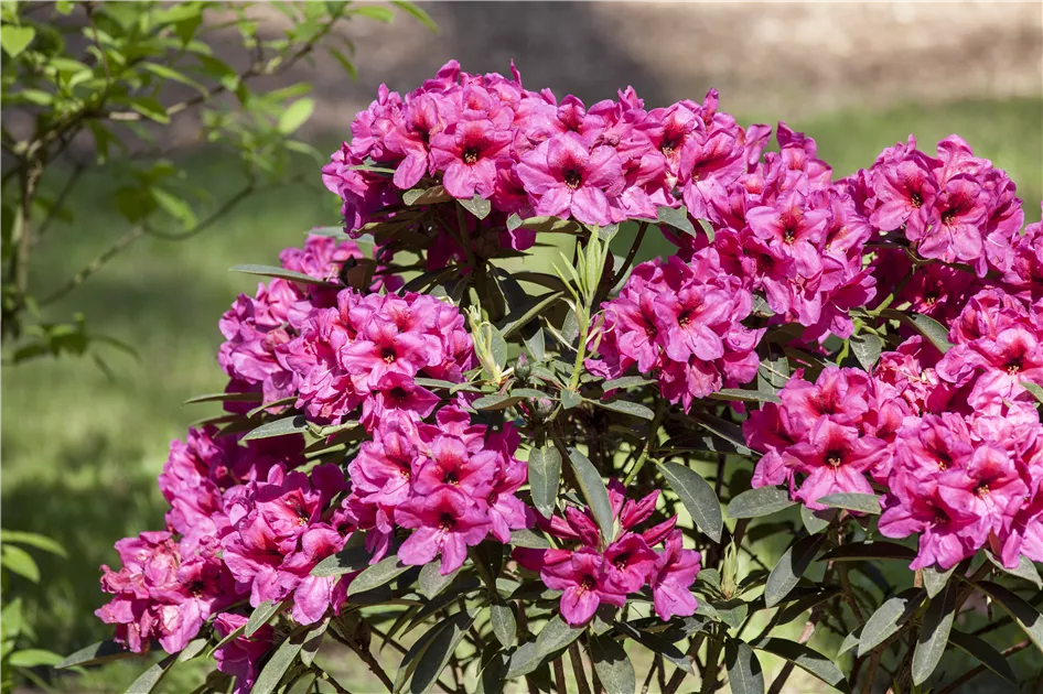 Rhododendron Mix, Rhododendron - Bellaflora