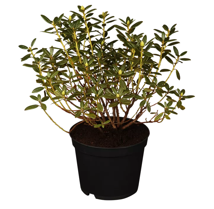 Rhododendron Rhododendron