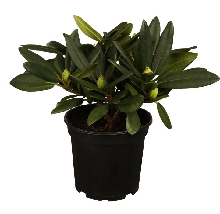 Rhododendron Rhododendron