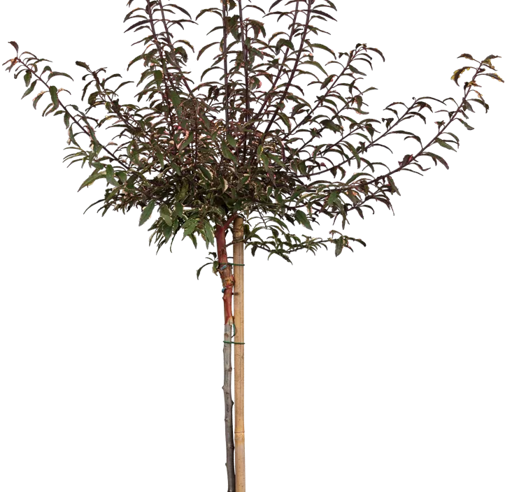 Wildpflaume 'Haferschlehe' Wildpflaume 'Haferschlehe'