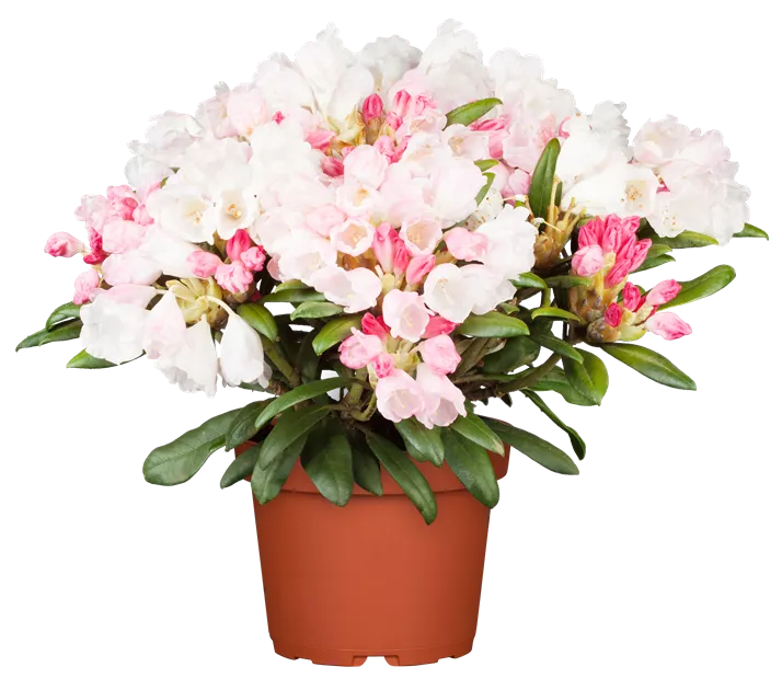 Rhododendron yakushimanum Dreamland, Yaku-Rhododendron 'Dreamland' -  Bellaflora