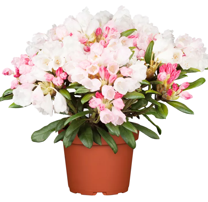 Yaku-Rhododendron 'Dreamland'