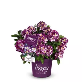 Rhododendron Hybr. Happy Dendron Pushy Purple