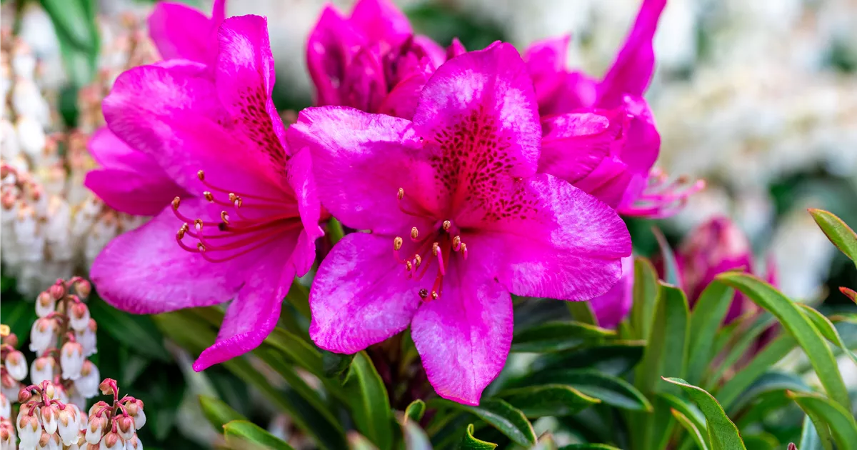 Rhododendron ponticum Grazeasy Dark Pink, Pontischer Rhododendron  'Grazeasy Dark Pink' - Bellaflora