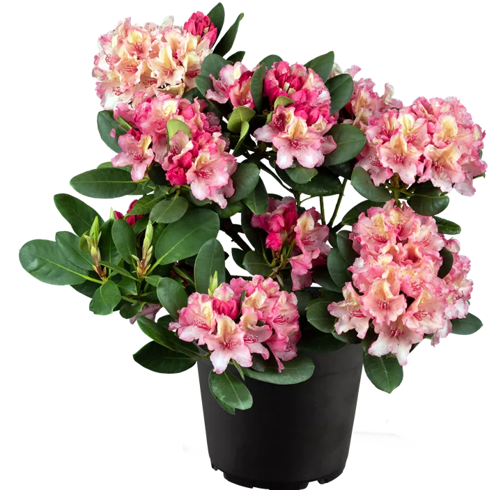 Rhododendron-Hybride 'Brasilia' Rhododendron-Hybride 'Brasilia'