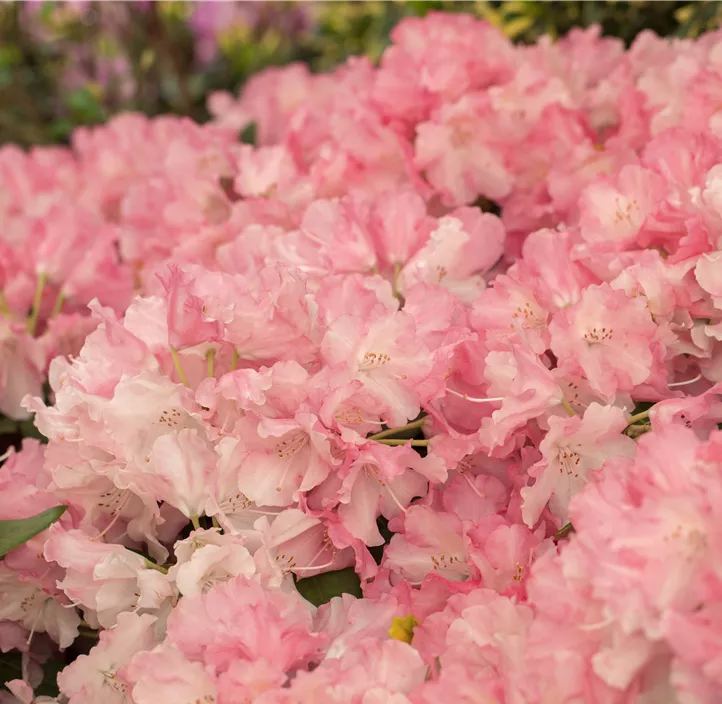 Yaku-Rhododendron 'Doc'