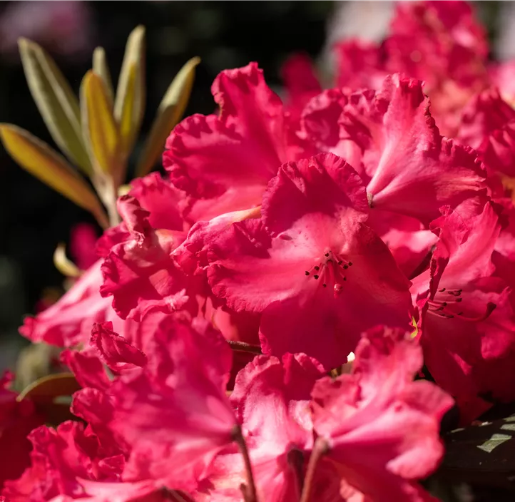 Yaku-Rhododendron 'Vollblut'