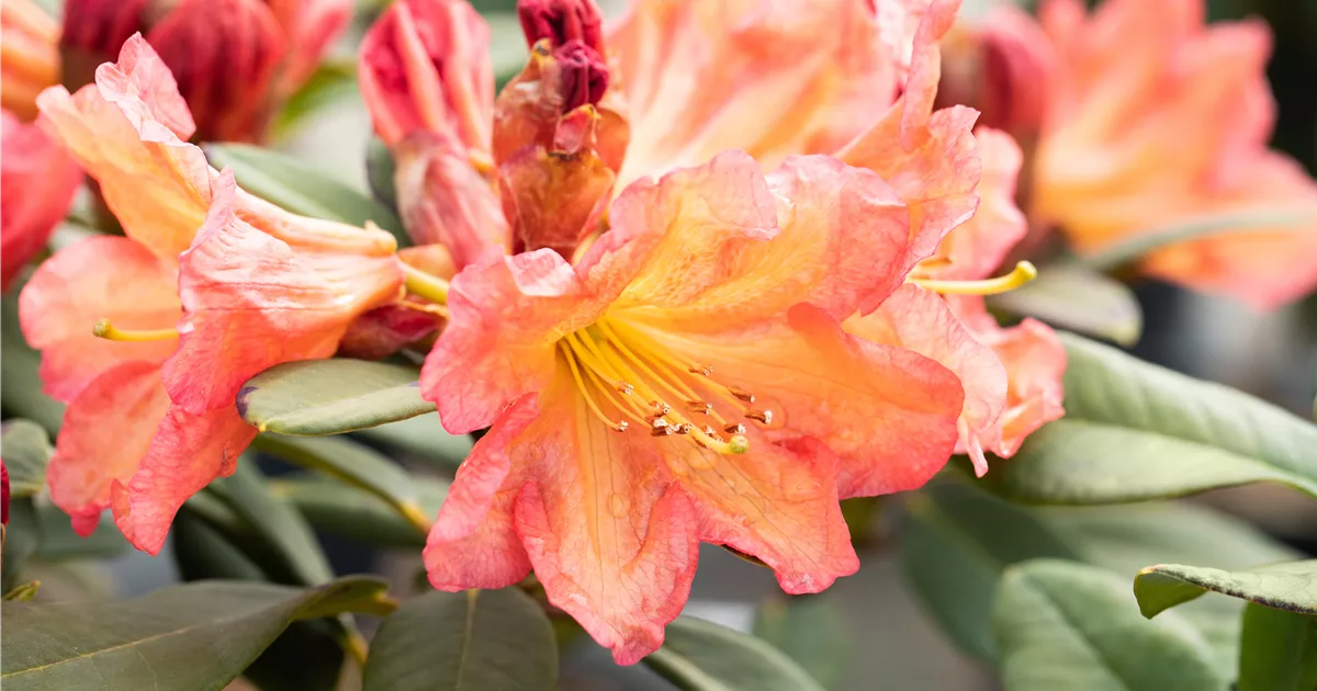 Rhododendron hybride Tortoiseshell Orange, Rhododendron 'Tortoiseshell  Orange' - Bellaflora