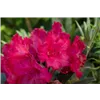 bellaflora Gartencenter GmbH
