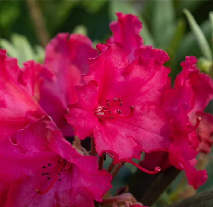 Yaku-Rhododendron 'Vollblut'
