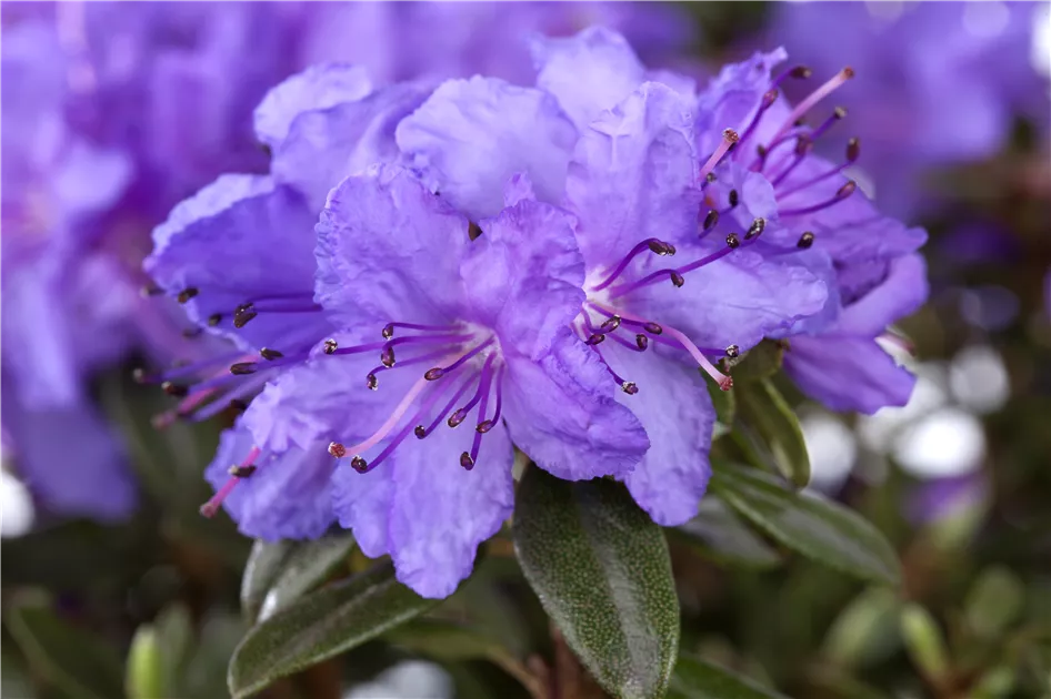 Rhododendron Lilly Bell, Rhododendron 'Lilly Bell' - Bellaflora