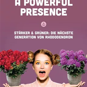 Rhododendron Powerplant Sortiment Rhododendron Powerplant Sortiment