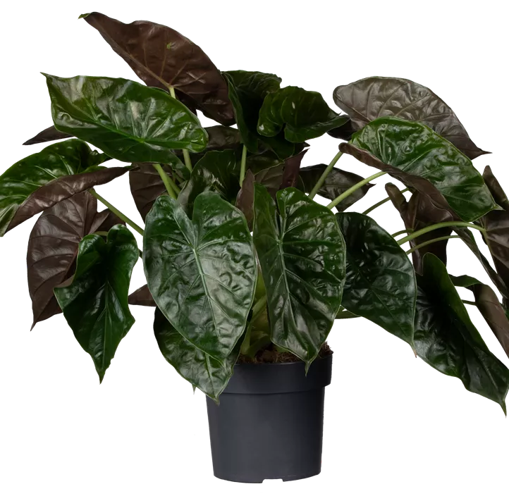 Pfeilblatt Pfeilblatt