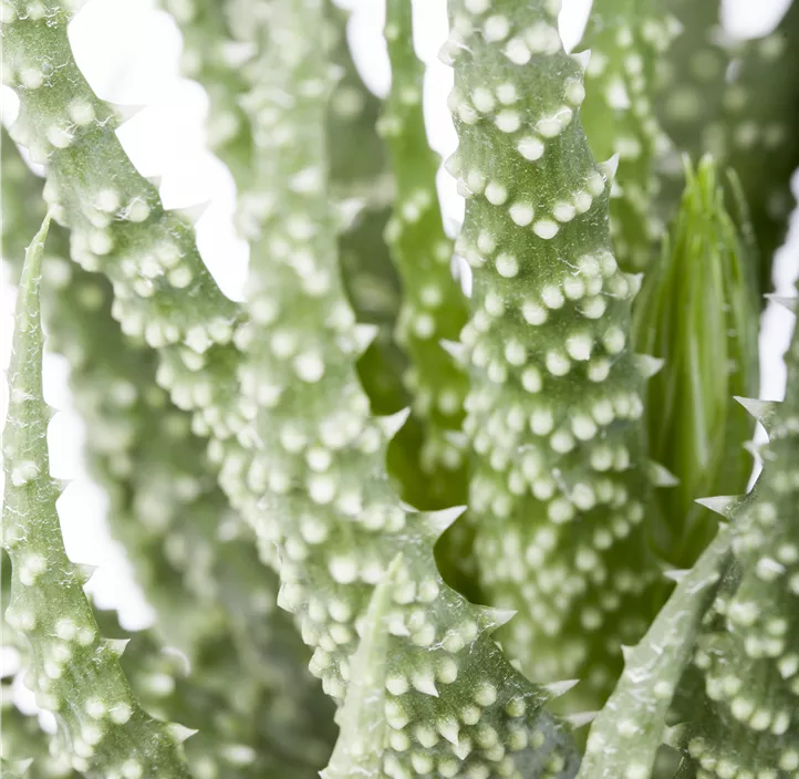 Aloe