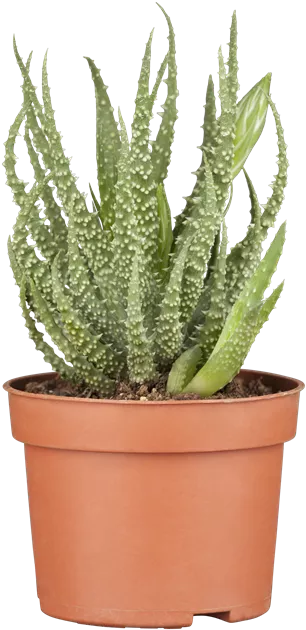 clear aloe gel Clear Gel with Aloe Vera for ZIIP HALO main image 0