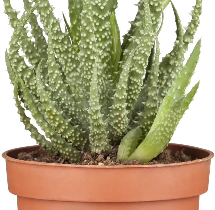 Aloe