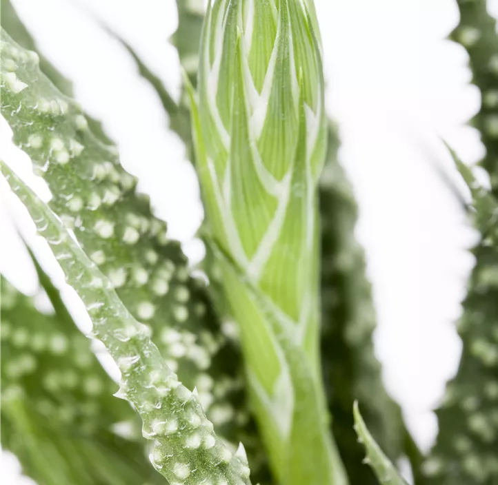 Aloe