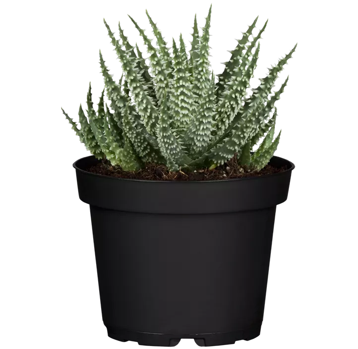 Aloe