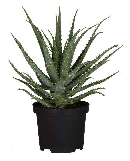Aloe humilis, Aloe - Bellaflora