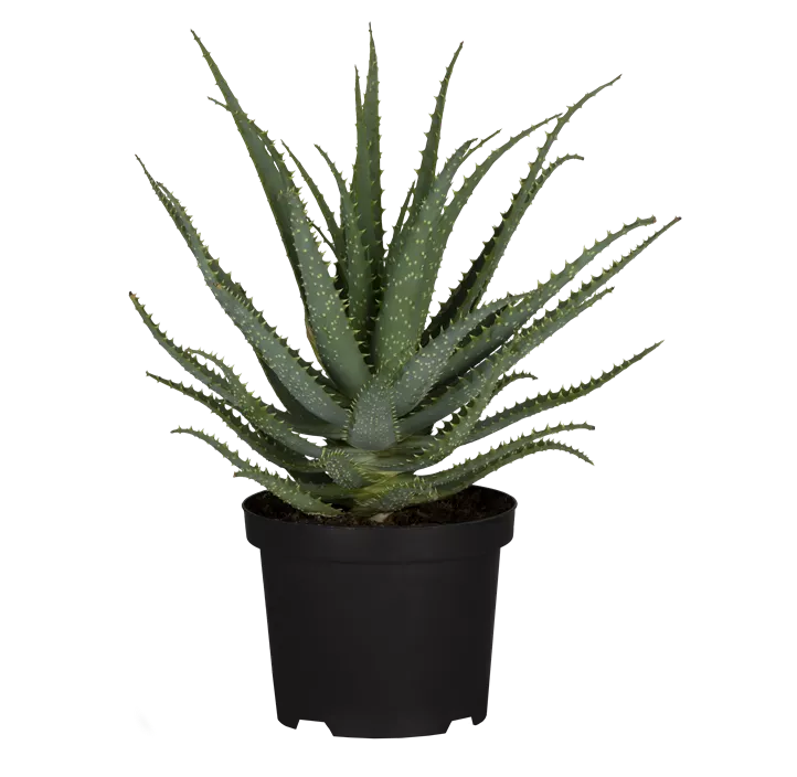 Aloe
