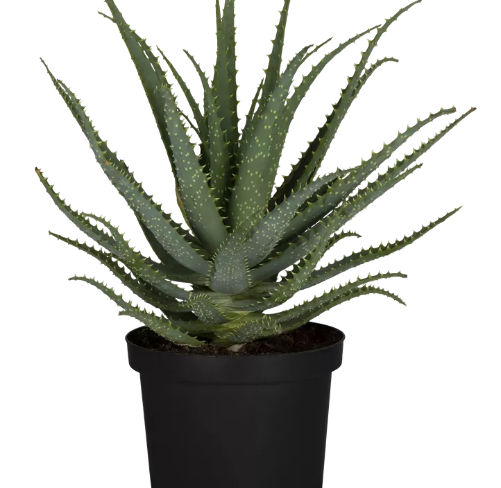 Aloe